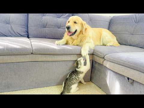 YouTube 썸네일