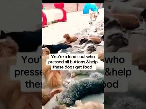 For any help consider donating link in bio to save a stray life in Los Angeles#usashorts#saveladogs