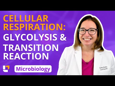 Cellular Respiration: Glycolysis & Transition Reaction: Microbio Microbiology | @LevelUpRN