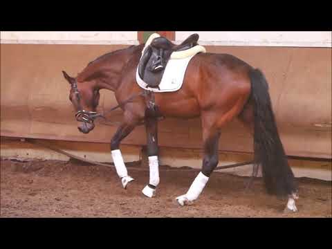 Stute v. For Romance