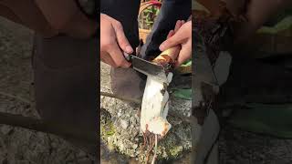 Download lagu #farming #enjoyrurallife #naturerurallife #rurallife #vegetables #garden #rogator #short mp3