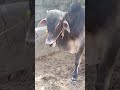 Bull Video Youtubeshorts Shorts Shortfeed