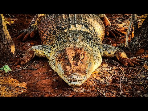 NEW CROCODILE ENCLOSURE BUILD: PART 3 - Settling in the new crocs