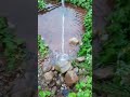 Pee Pee Sound