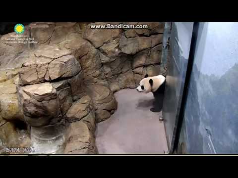 2017.05.24 #MEI IN ESTRUS# MOM LEAVING HER SCENTS AT HER ROOM