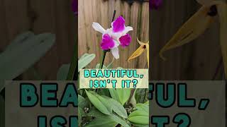 ☺️ Dual-Colored Orchids: A Perfect Harmony of Hues! #BestGardenDreams #flowers  #orchids