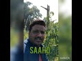 Saaho TO 3251 Syngenta Tomato