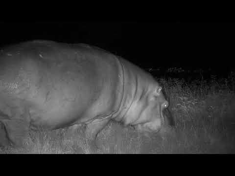 Djuma: Hippo out grazing-then goes back into the dam - 02:53 - 01/11/21