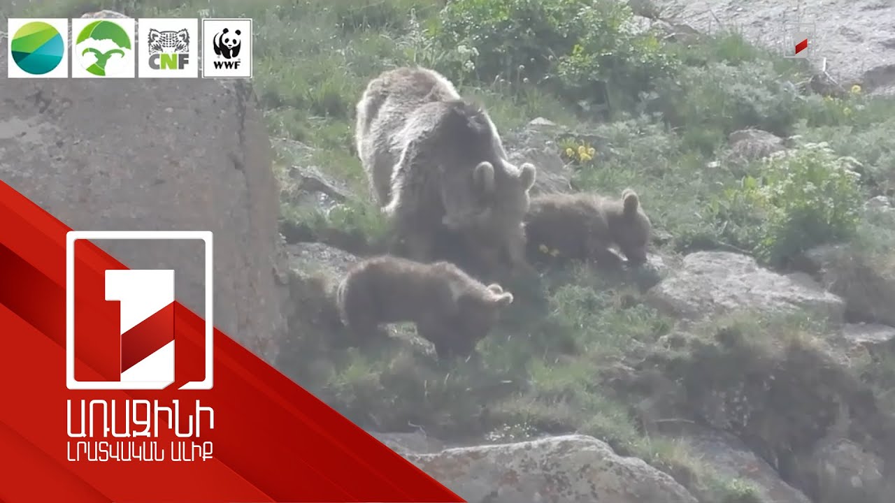 Գորշ արջի և իր քոթոթների առավոտյան զբոսանքը «Զանգեզուր» կենսոլորտային համալիրի» պահպանվող տարածքներում