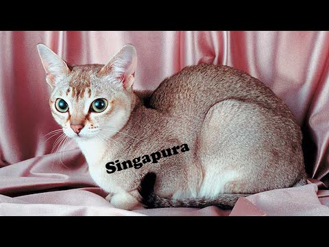 YouTube video about: Where can I buy a singapura cat?