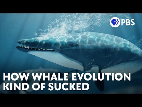 How Whale Evolution Kind Of Sucked
