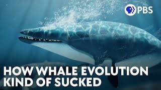 How Whale Evolution Kind Of Sucked