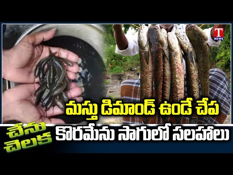 Murrel Fish Koramenu Seed