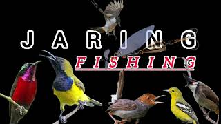 Download lagu Suara pikat burung ribut teruji 100% untuk semua jenis burung || jaring fishing  mp3 Download lagu Suara pikat burung ribut teruji 100% untuk semua jenis burung || jaring fishing  mp3