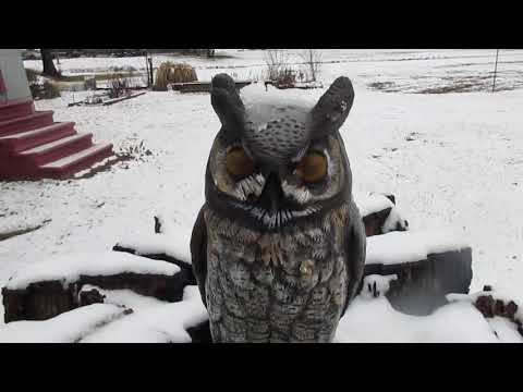 Quiet Snowy Day in Mississippi / Jan 11th, 2021