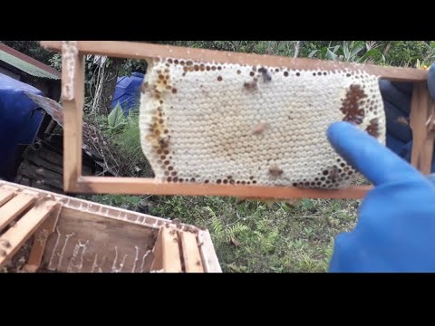 Honey Harvesting#ApisCerenaIndica@Kalimpong honey bee farming india #honeybee 🇮🇳