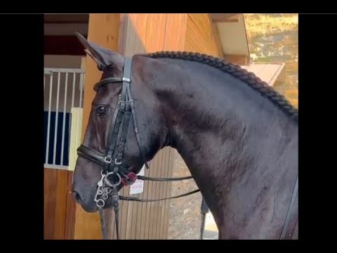 NUBO 2017, Black PRE - Andalusian stallion , August 2024 video