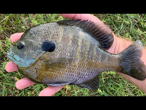 Live Bluegill vs. Cut Bluegill For Spring Catfish Bait
