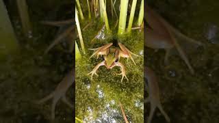 green frog on moss #greenfrog #animals #bullfrog