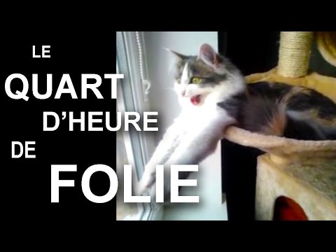 LE QUART D'HEURE DE FOLIE - PAROLE DE CHAT