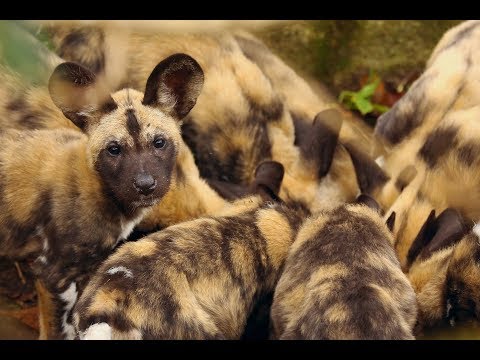 The hunt: enriching ZSL London Zoo’s African wild dogs | London Zoo