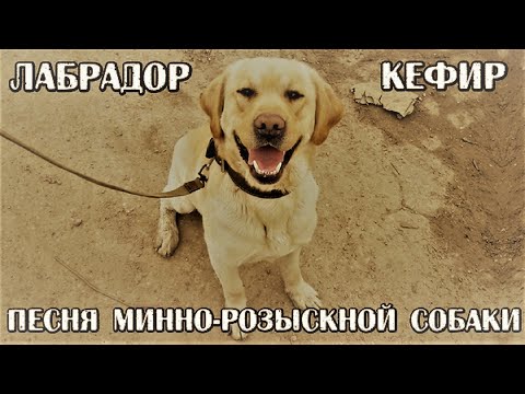 Песня минно-розыскной собаки по кличке Кефир (инструментальная версия, авт. Алексей Коркин)