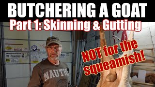Butchering a goat this week! Dan shows skinning and gutting