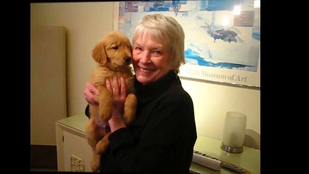 Enlarge Charlie, an adopted Golden Retriever in White Plains, NY video 5/5