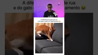 O gato perdeu umas 3 vidas #shorts