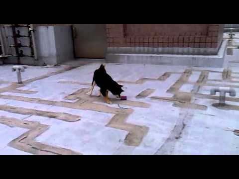 普喜將頂樓放風...(原發表者:普喜將)(影片)