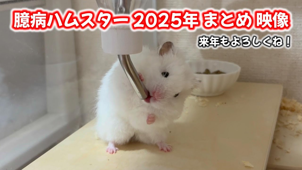 【ハムスター】2025年臆病ハムスター総集編！