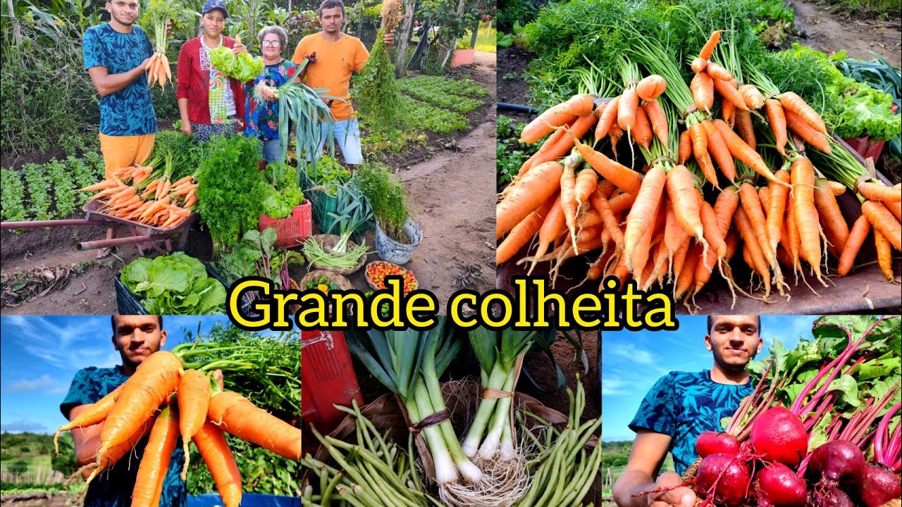vejam só quanta diversidade nessa COLHEITA ORGÂNICA //muita fartura em nossa horta//GRANDE COLHEITA