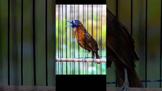 Download lagu TEPUS KEPALA ABU ABU GACOR DORR #baladakicau #kicaumania #tepus #tepuskepalaabu #fyp mp3