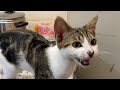 Cute Cat Meowing And Purring Sound ASMR