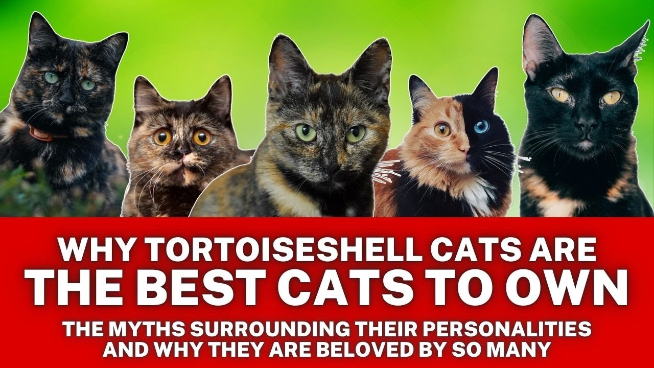 Amazing Facts About Tortoiseshell Cats ~ Myths & Personalities