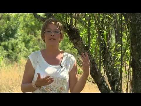 Az erekció a táplálkozástól függ - mindfields.hu