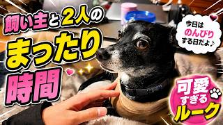 【犬のいる暮らし】イタグレと夜ふかししてたら…可愛すぎた。