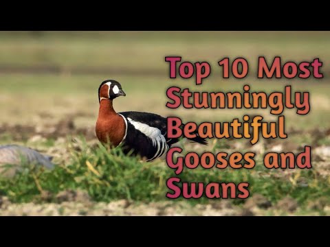 Goose & Swans | 10 Most Stunningly Beautiful Birds on Planet Earth @animals2.2