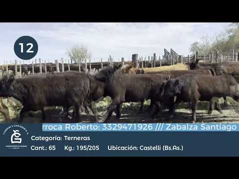 Lote Hembras - Castelli Bs As