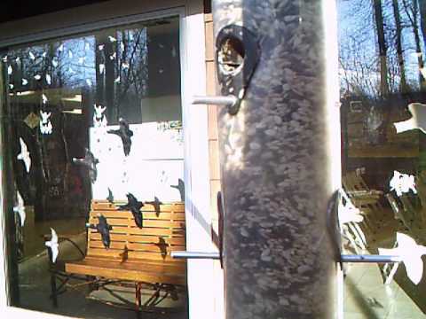 2016 02 26 16 42 22 BirdFeeder CloseUp TuftedTitmouse