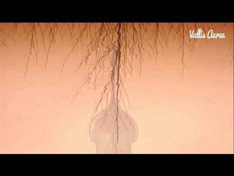 Alla Turca (W. A. Mozart) - Tamburaška izvedba