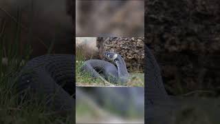 第5部：知られざるヘビの世界 #動物好き #雑学 #特有種