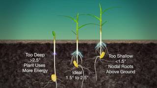 Corn Planting Depth #989 (Air Date 3-19-17)