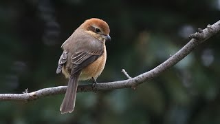 【2月中旬】大阪の公園で野鳥と動植物を観察【大仙公園 / バードウォッチング / Vlog】