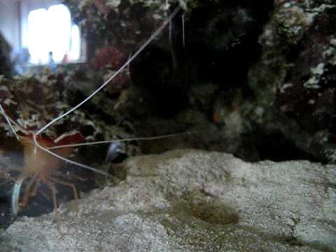 Pistol Shrimp Vs Cleaner Shrimp Part 2