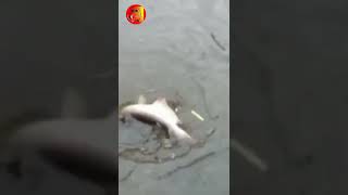 Download lagu Mr. Patin Provokator Spot Rusuh #mancing #shorts #mancingmania #ikan #bigfish #patin #bawal #gurame mp3 Download lagu Mr. Patin Provokator Spot Rusuh #mancing #shorts #mancingmania #ikan #bigfish #patin #bawal #gurame mp3