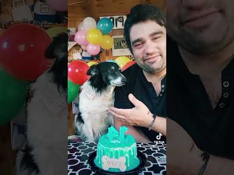 Feliz cumpleaños y San Valentín para todos los perros de la calle ❤️🐾😊