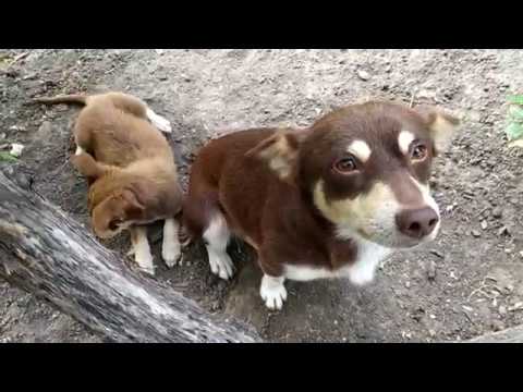 Манюнька работает на огороде а я готовлю в любимой сковородке.