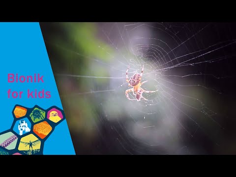 Gabi, die Gartenkreuzspinne - Bionik for kids