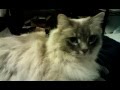 Penting Ramsey gets a petting 2020 04 08, Video Cymric Cat terbaru!
